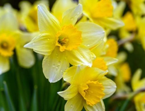 Daffodils for the Centennial