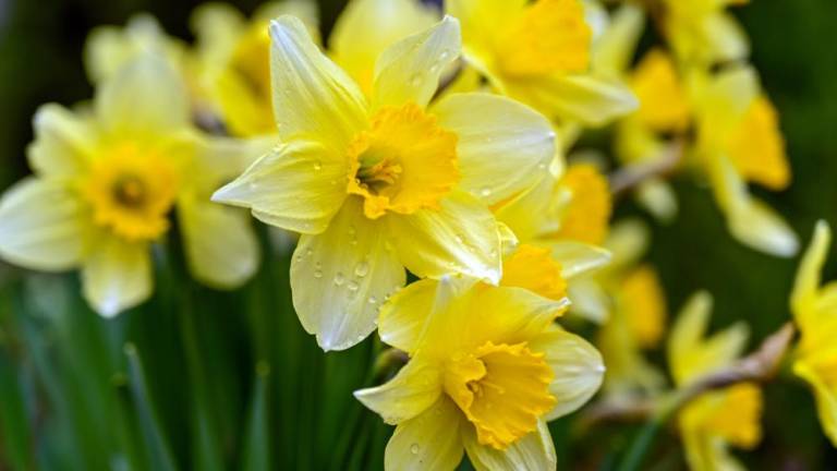 Daffodils for the Centennial – Village of Greenwood Lake, NY